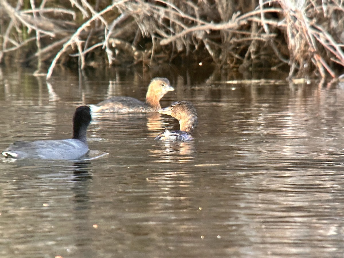 Pied-billed Grebe - ML614377357