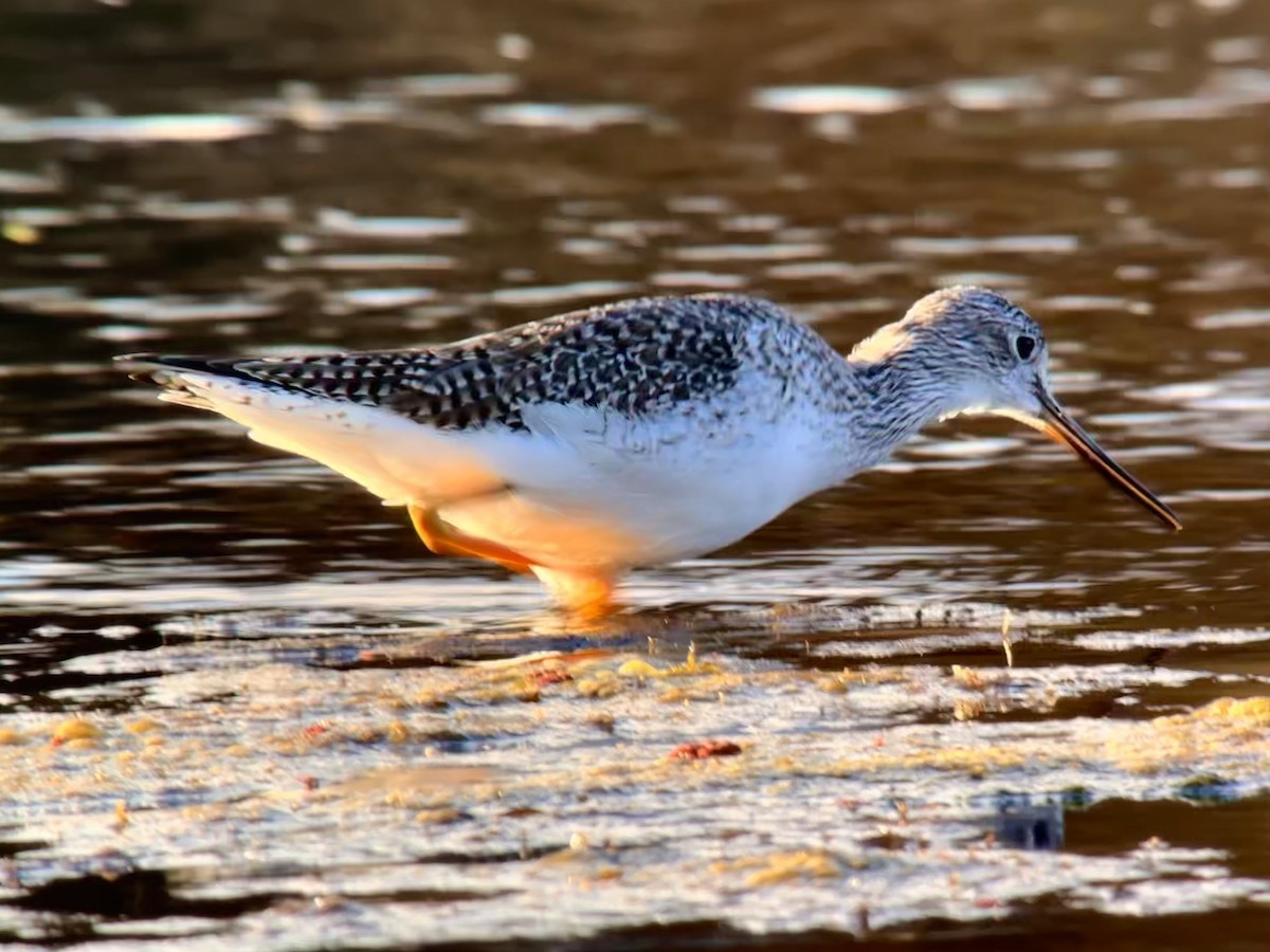 Greater Yellowlegs - Detlef Buettner