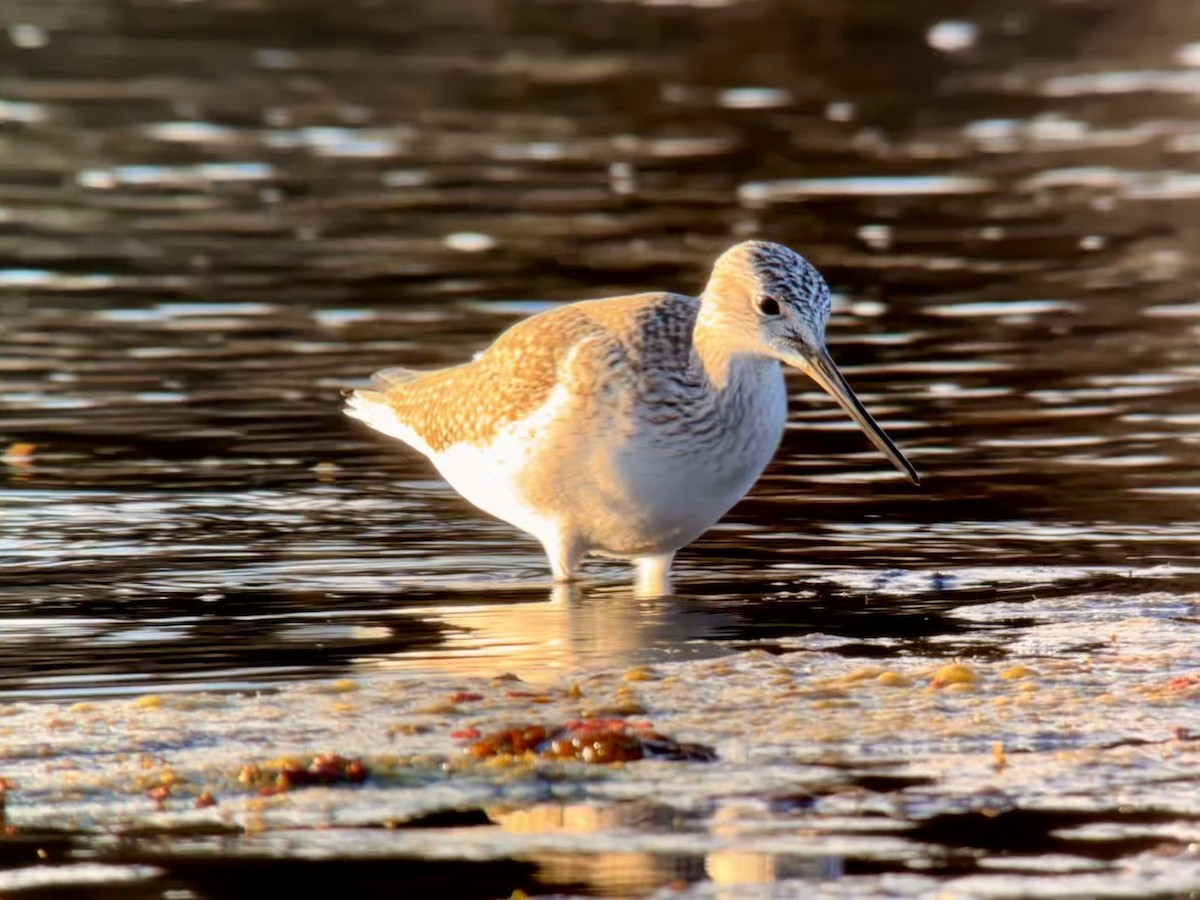 Greater Yellowlegs - ML614377362