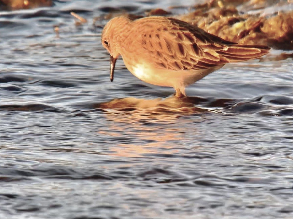 Least Sandpiper - ML614377366