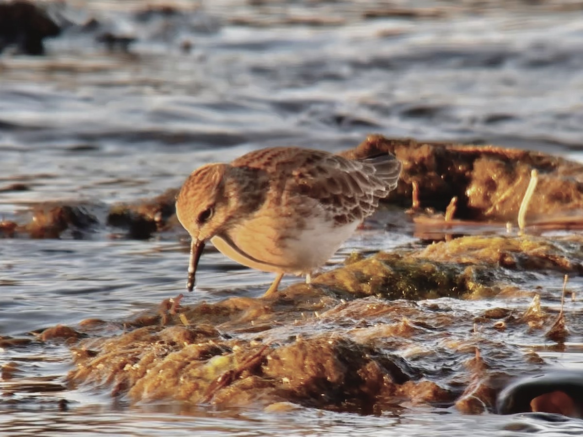 Least Sandpiper - ML614377368