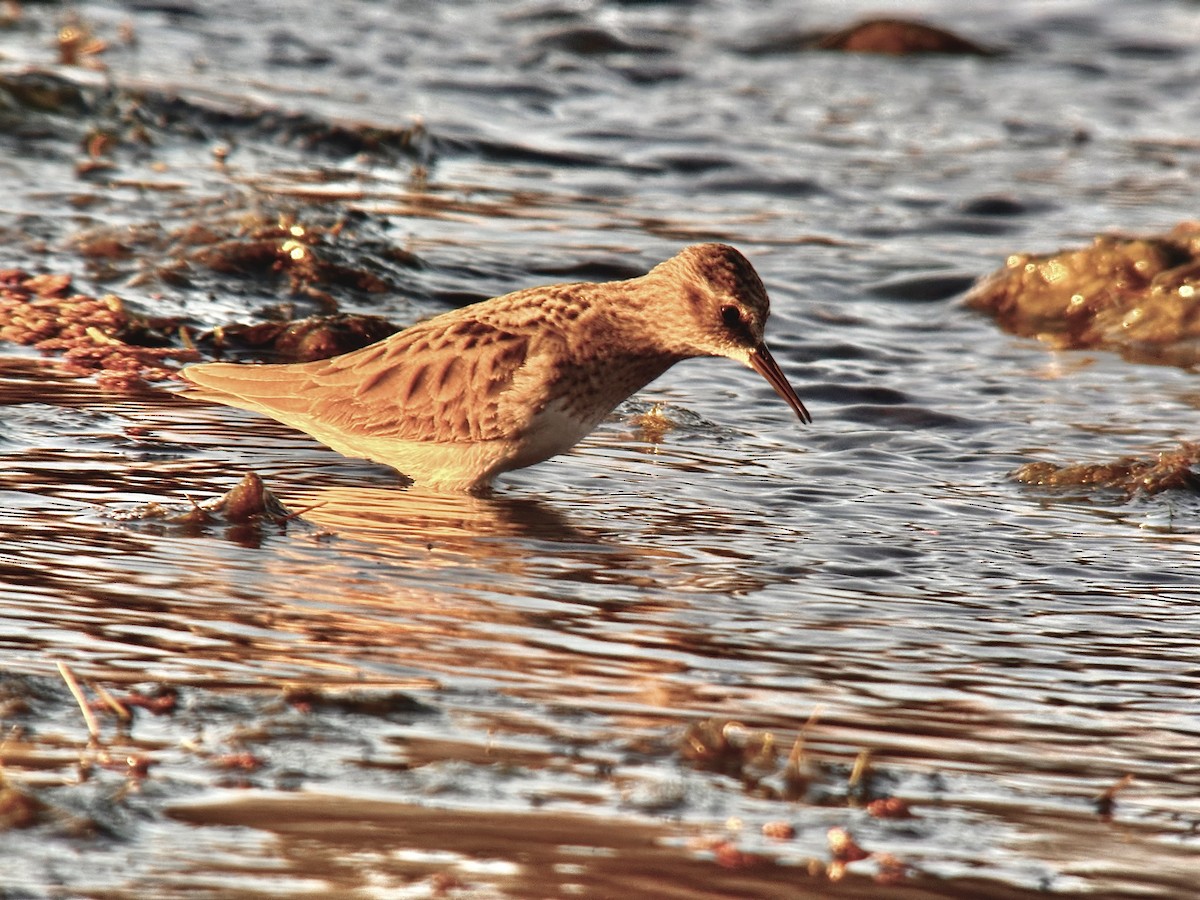 Least Sandpiper - ML614377370