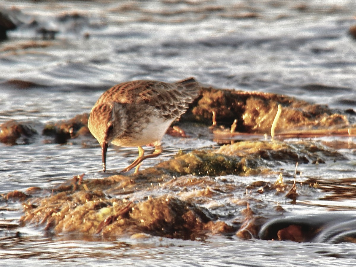 Least Sandpiper - ML614377373