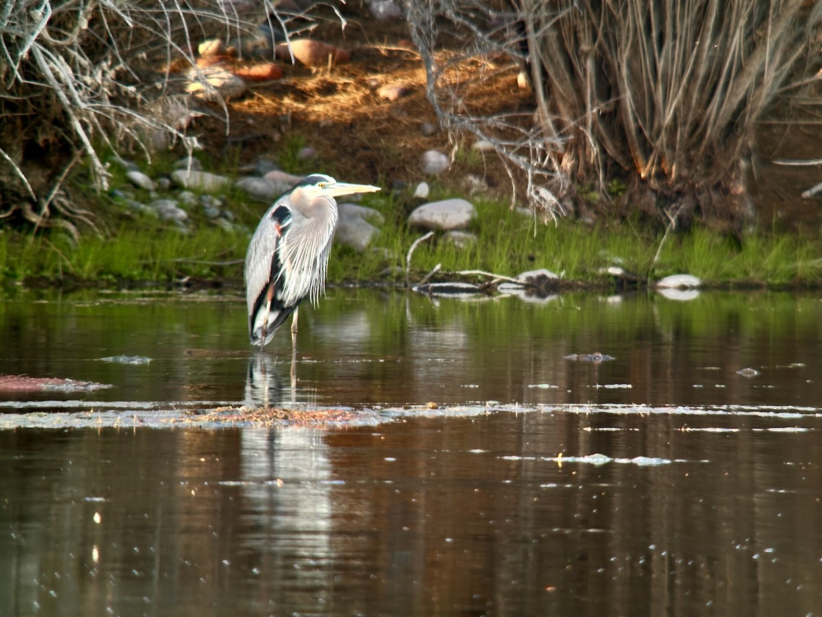 Great Blue Heron - ML614377381