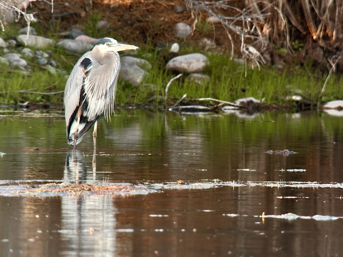 Garza Azulada - ML614377382