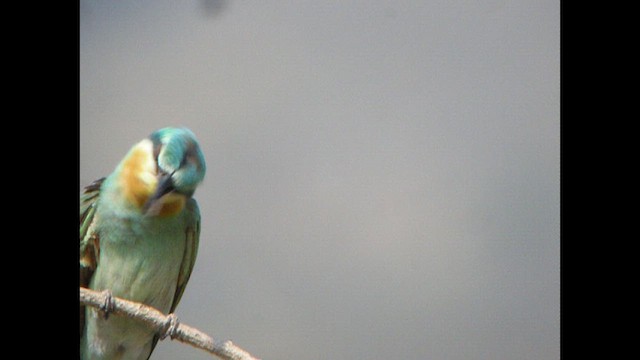 Blue-cheeked Bee-eater - ML614377429