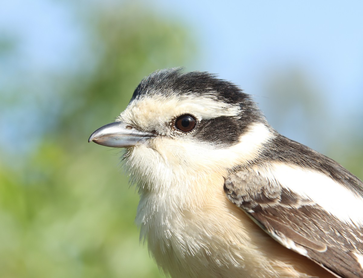 Masked Shrike - ML614377437