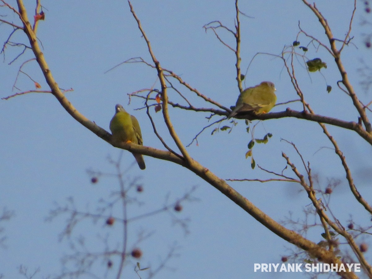 Yellow-footed Green-Pigeon - Priyank Shidhaye