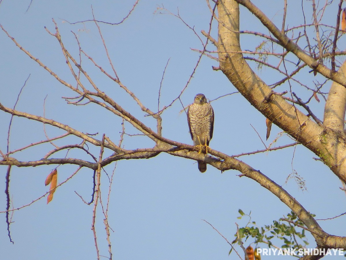 Eurasian Sparrowhawk - ML614377486