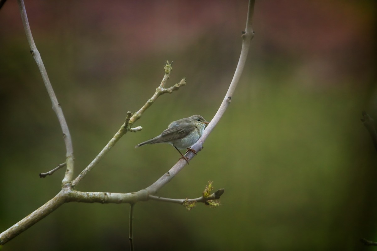 Willow Warbler - Paul Hammond