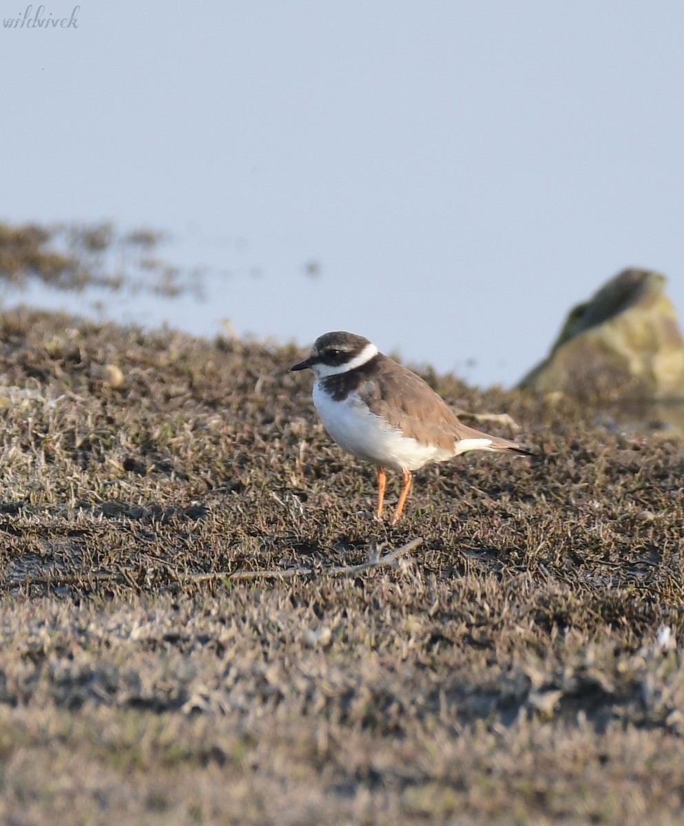 Common Ringed Plover - ML614377538