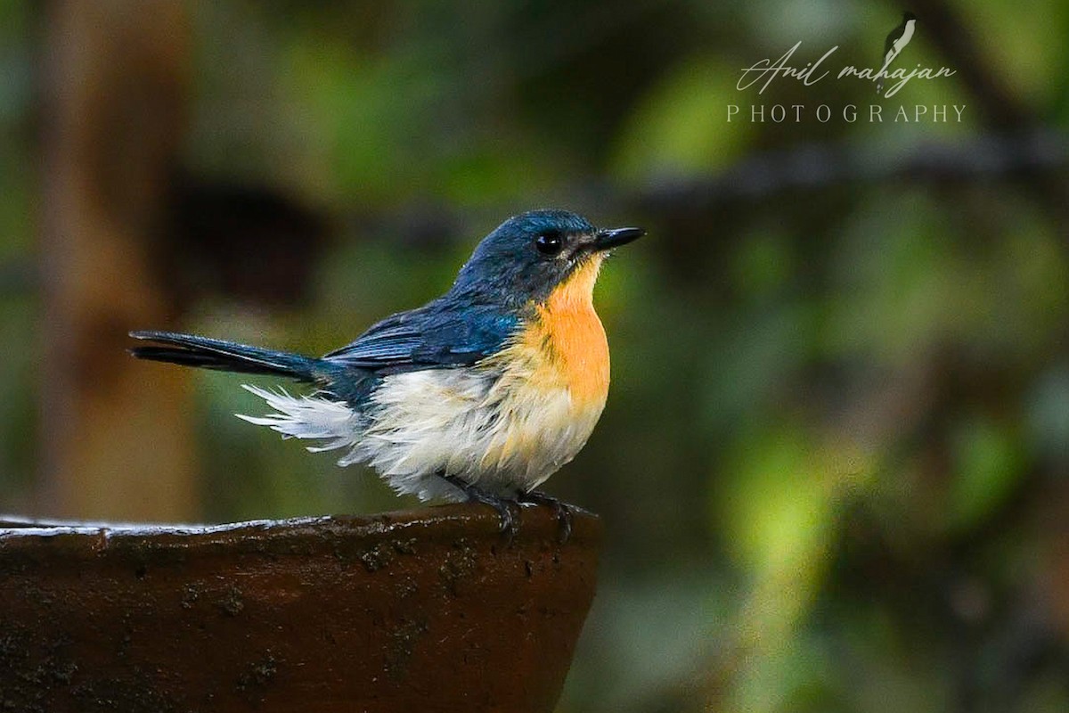 Tickell's Blue Flycatcher - ML614377566