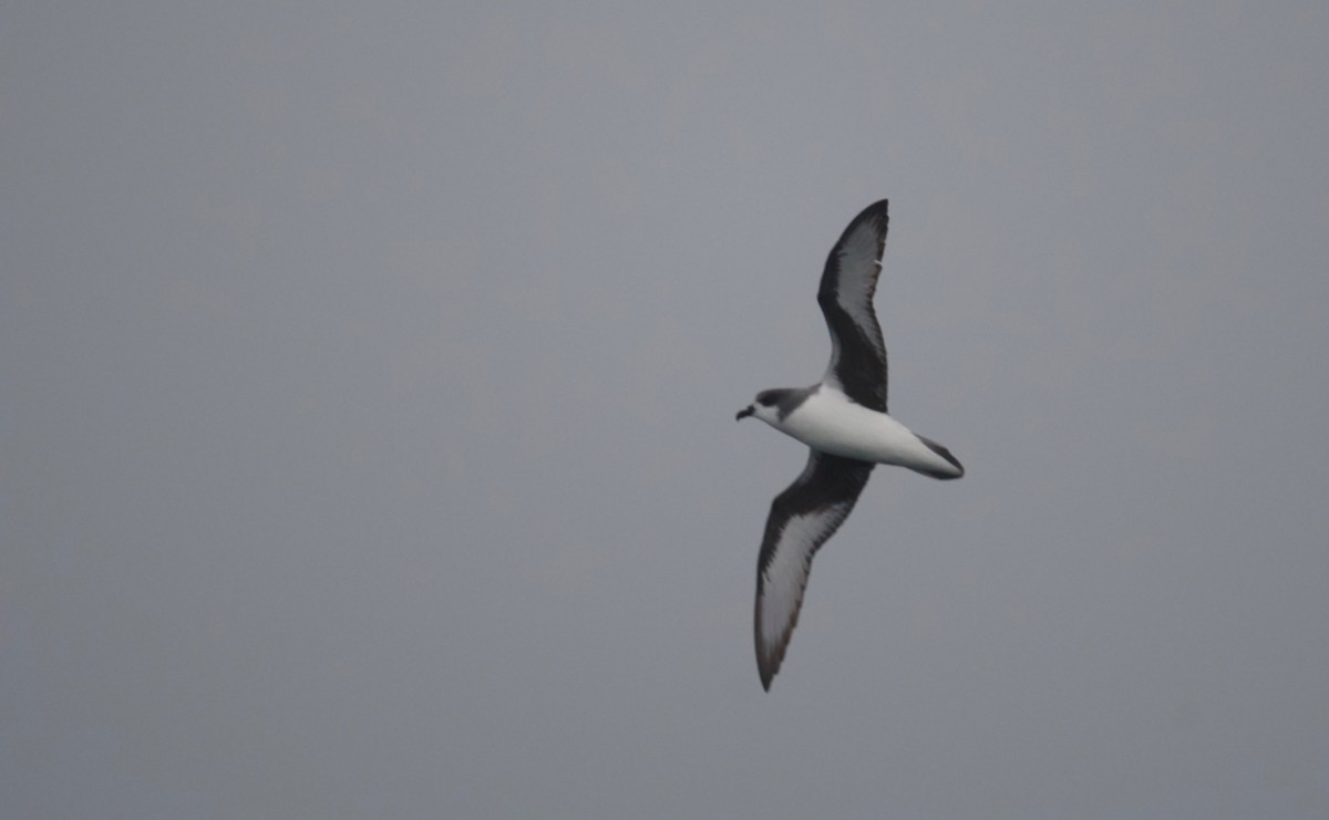 Chatham Petrel - Michael Szabo