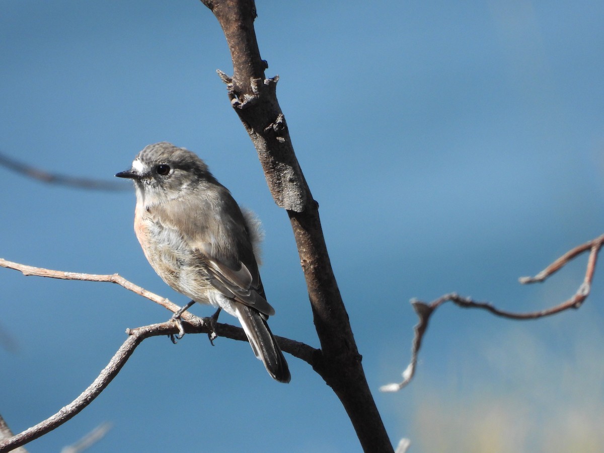 Scarlet Robin - ML614377639