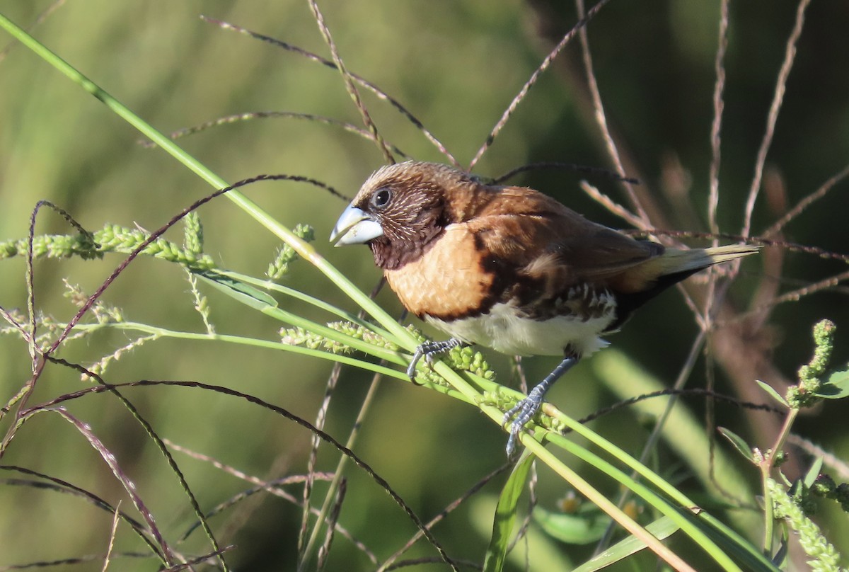 Chestnut-breasted Munia - Russell Woodford