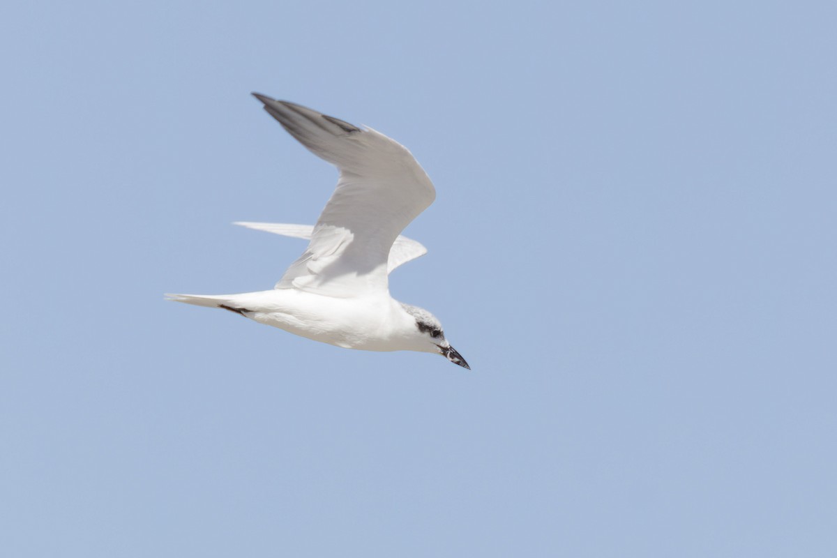 Gull-billed Tern - ML614377665