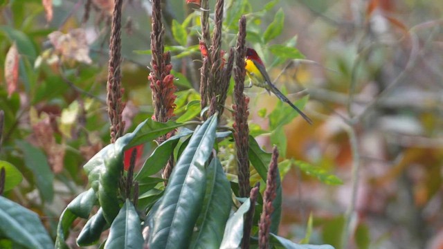 Mrs. Gould's Sunbird - ML614377741