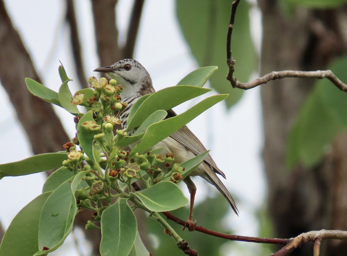 Bar-breasted Honeyeater - Russell Woodford