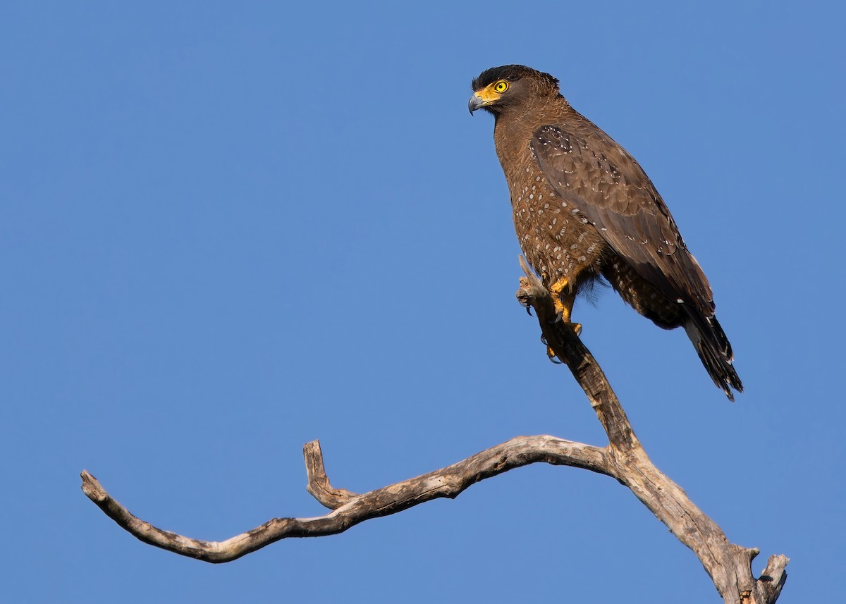 Crested Serpent-Eagle - Ayuwat Jearwattanakanok