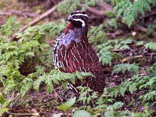 Madagascar Partridge - ML614377981