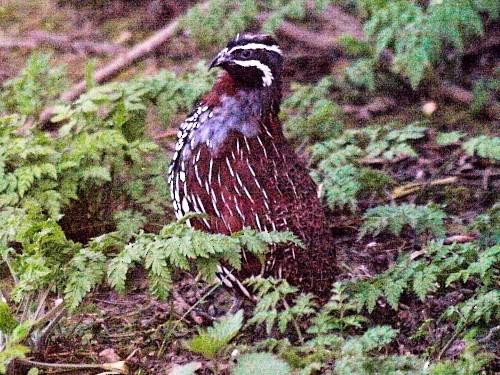 Madagascar Partridge - David Cooper