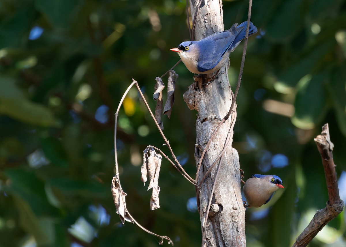 Velvet-fronted Nuthatch - ML614378005