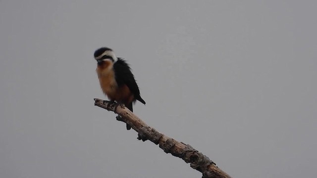 Collared Falconet - ML614378021