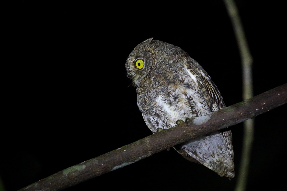 Oriental Scops-Owl (Walden's) - ML614378039