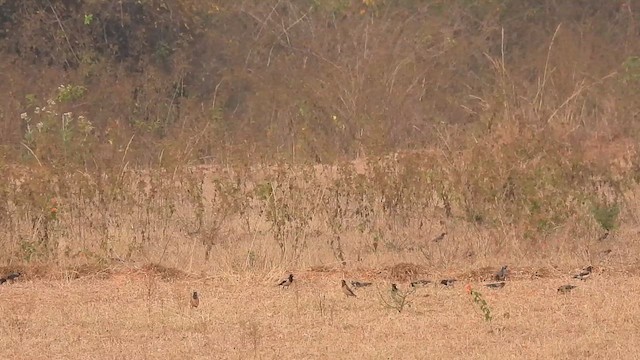 Rosy Starling - ML614378057