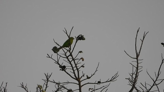 Jerdon's Leafbird - ML614378083