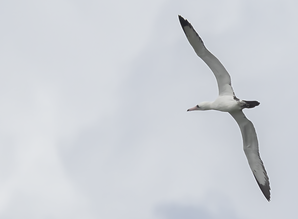 Abbott's Booby - Rlene Steffy