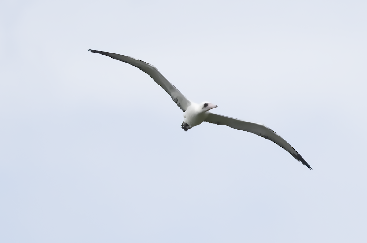 Abbott's Booby - ML614378096