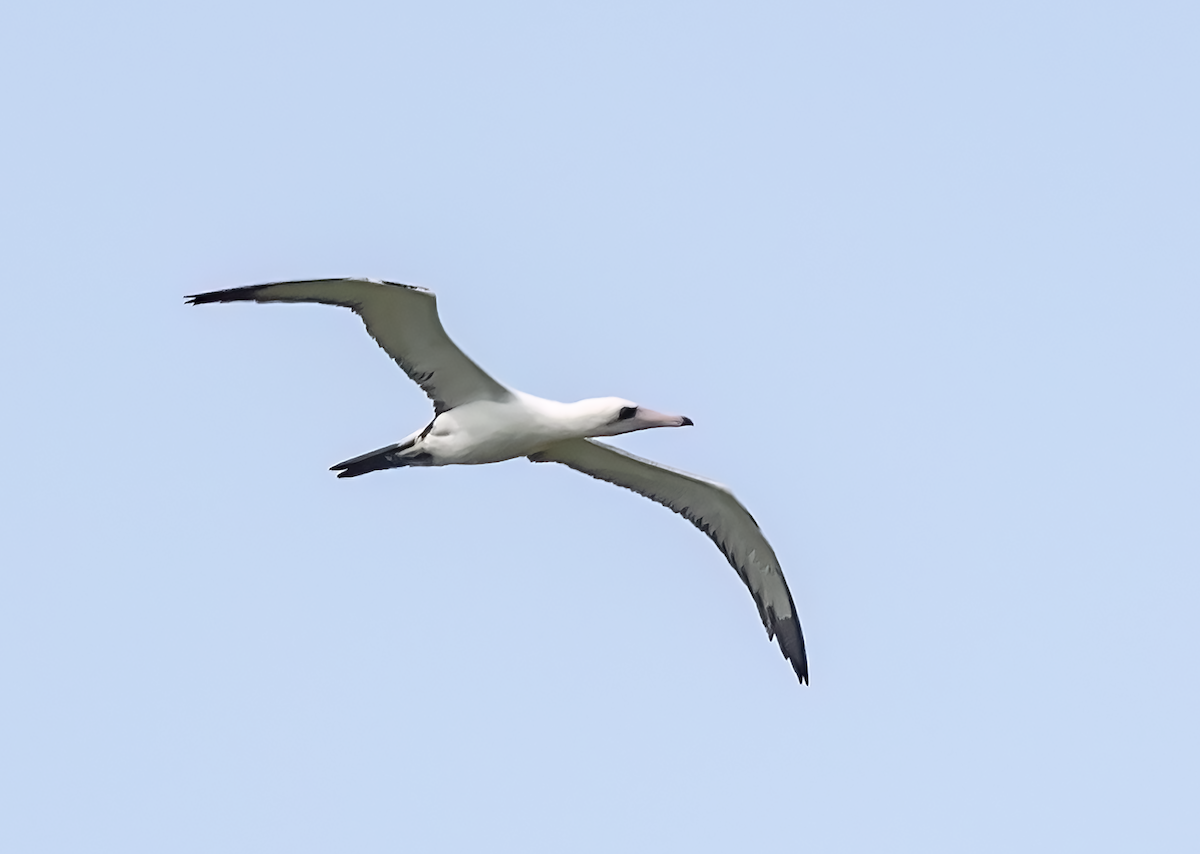 Abbott's Booby - ML614378101