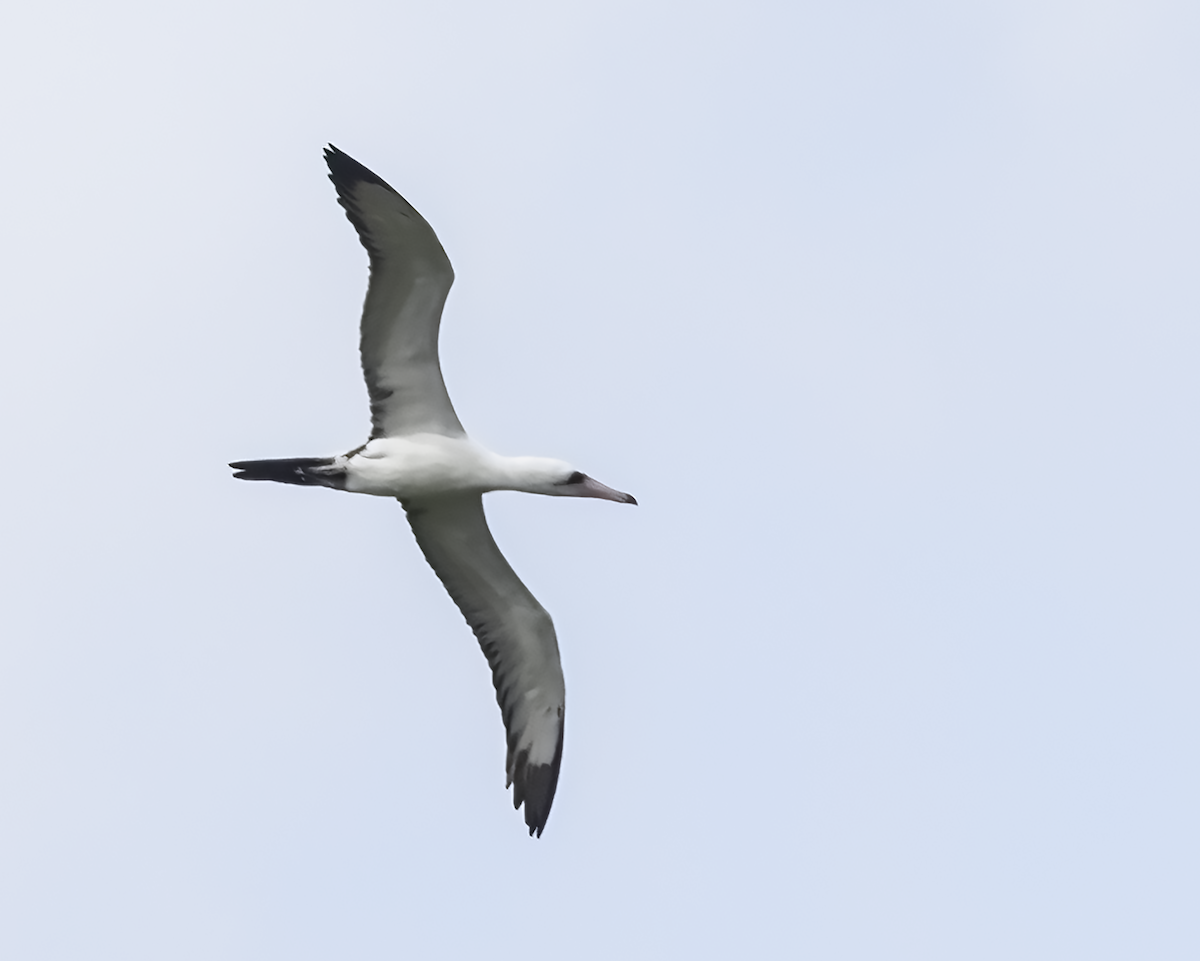 Abbott's Booby - ML614378106