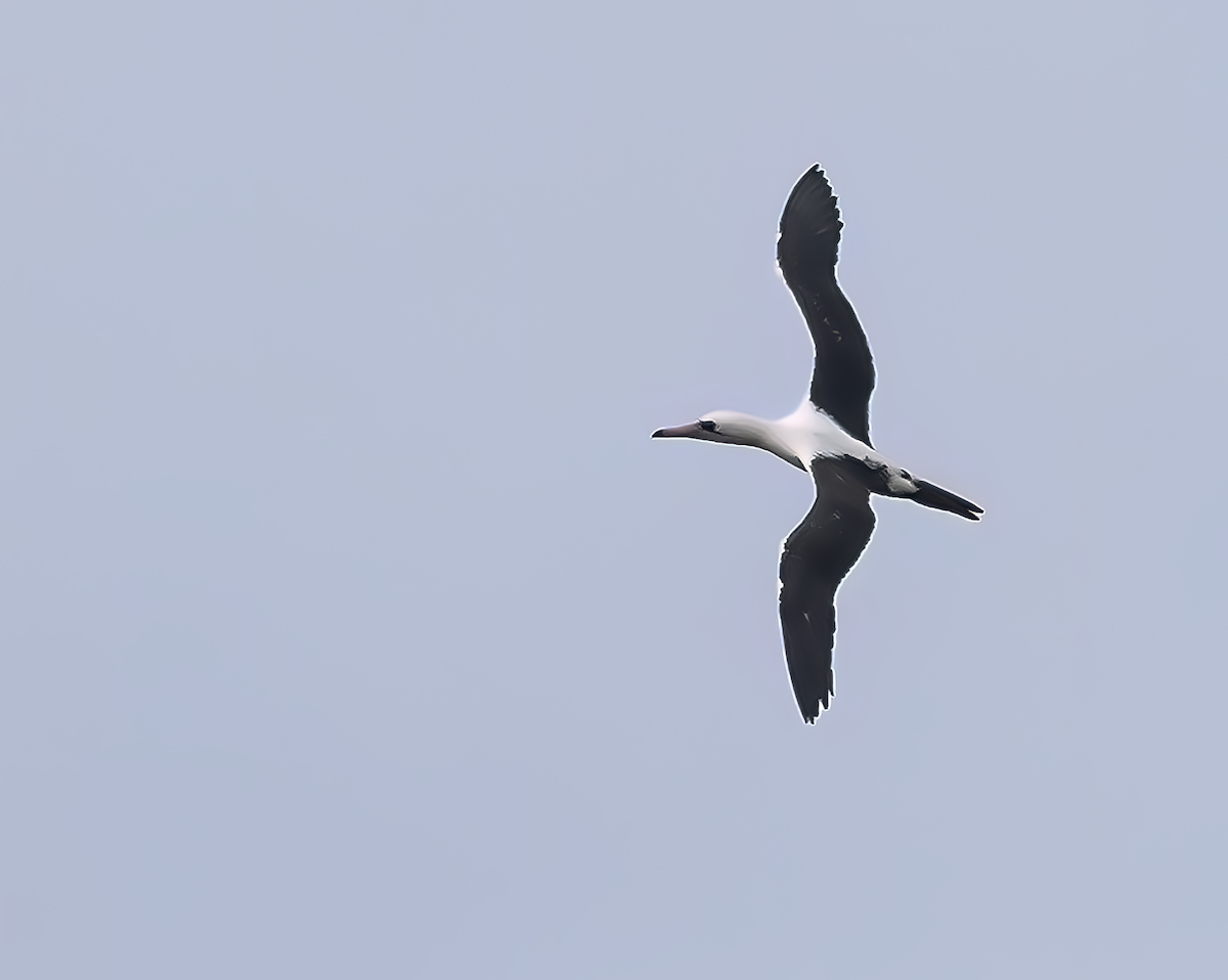 Abbott's Booby - ML614378117