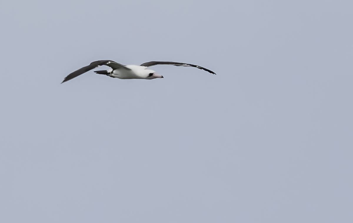 Abbott's Booby - ML614378121