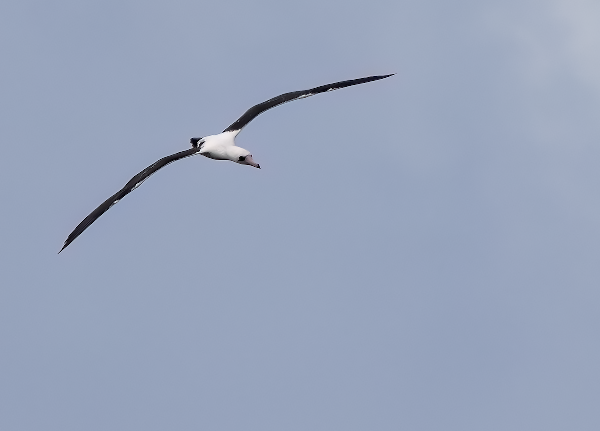 Abbott's Booby - ML614378126