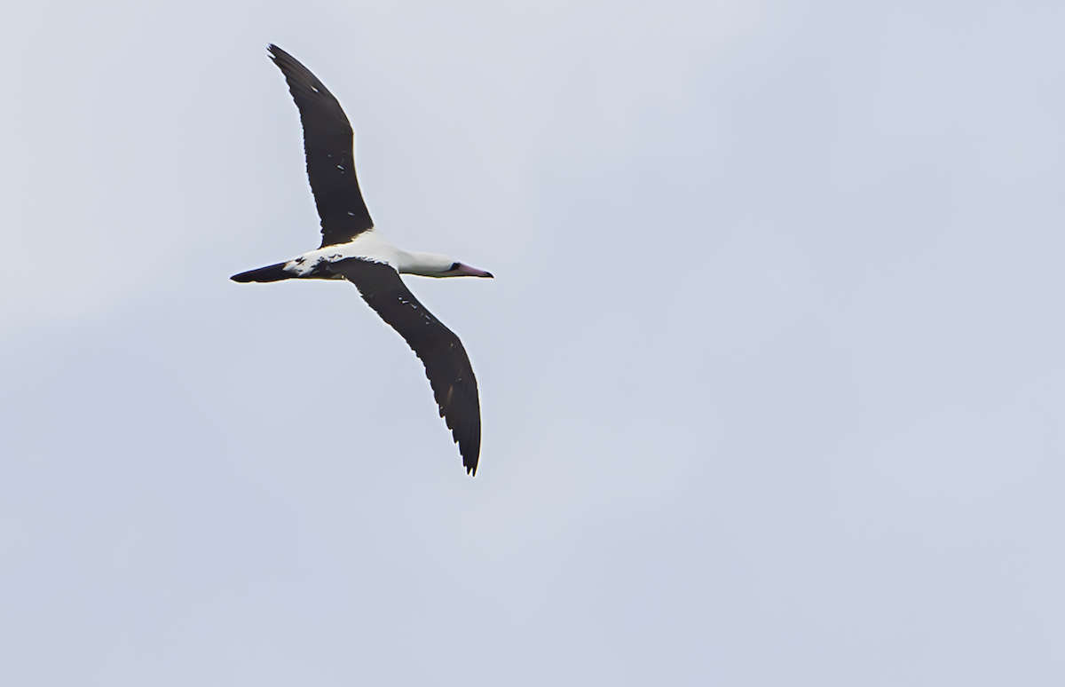 Abbott's Booby - ML614378140