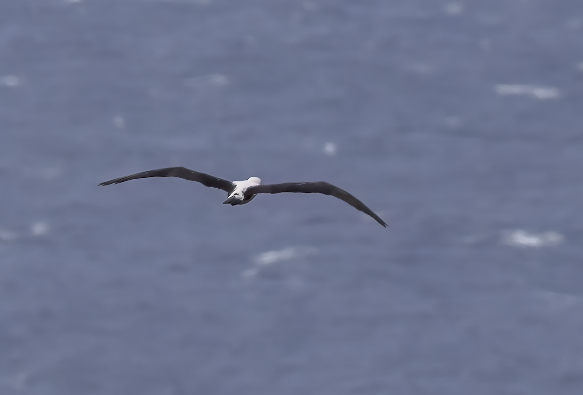 Abbott's Booby - ML614378144