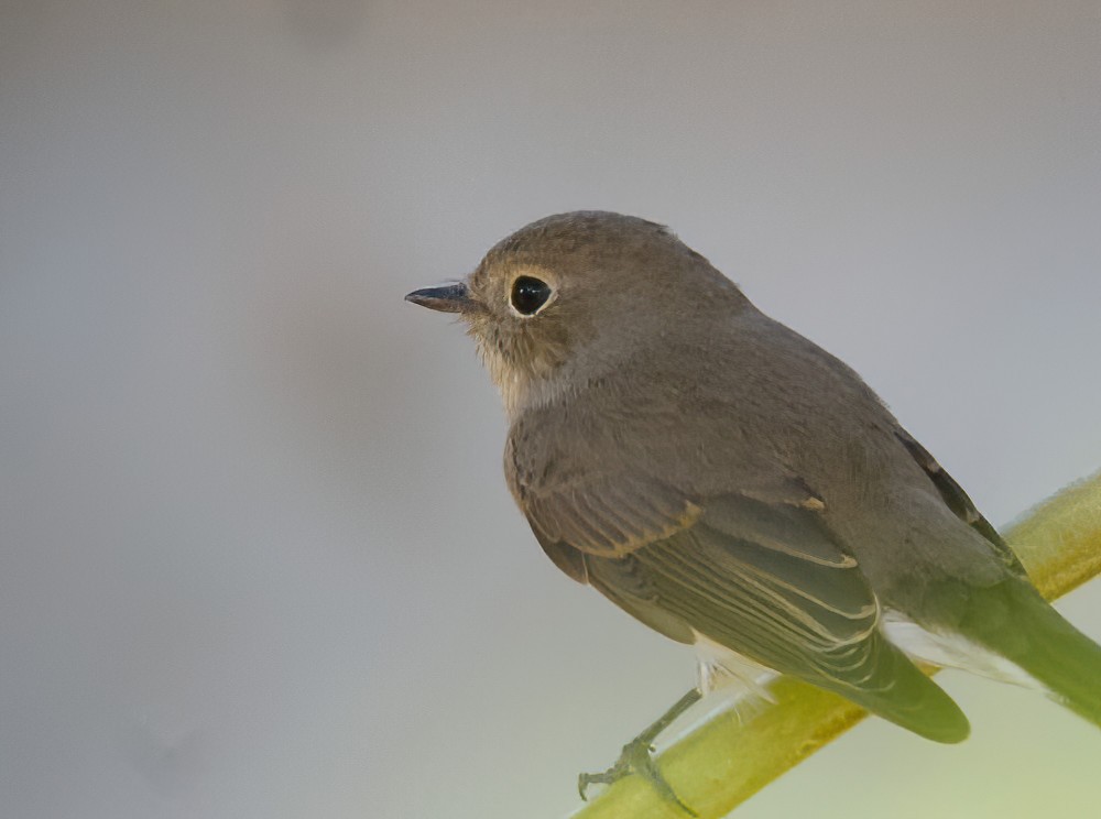 Red-breasted Flycatcher - ML614378166