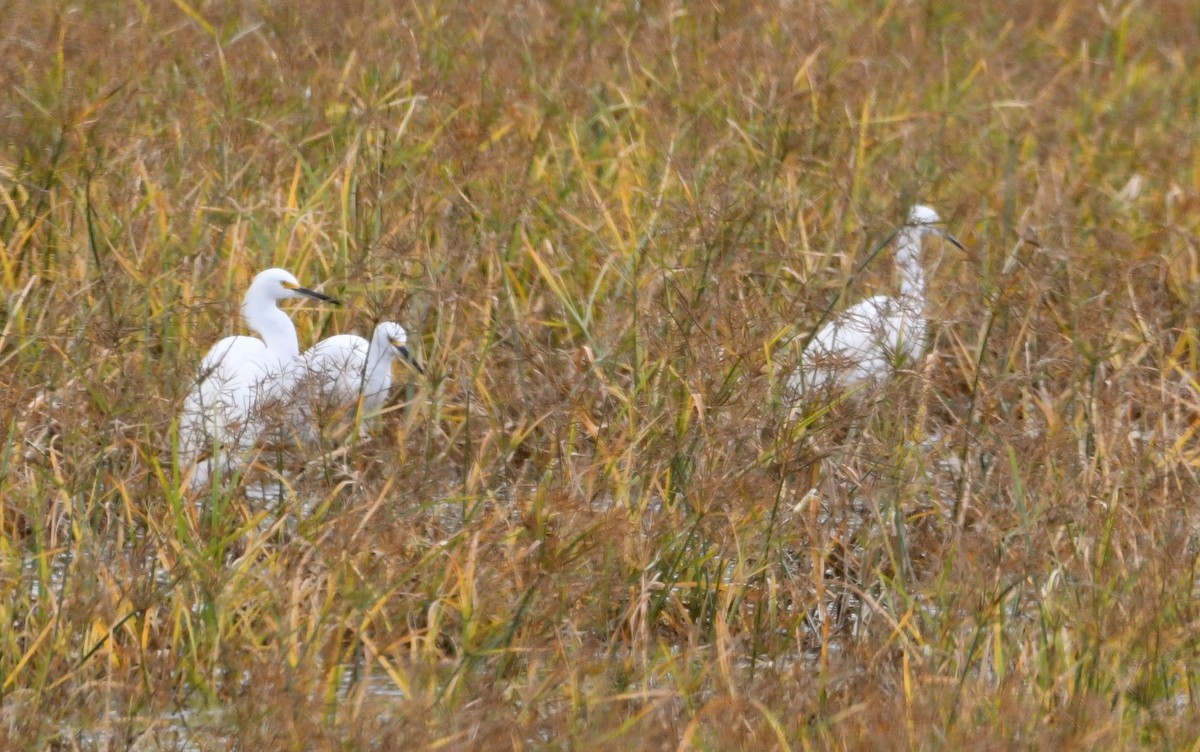 Snowy Egret - ML61437821