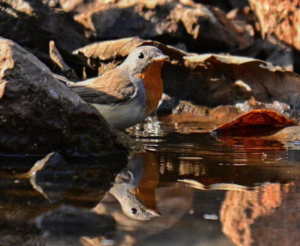 Red-breasted Flycatcher - Shamik Sathe