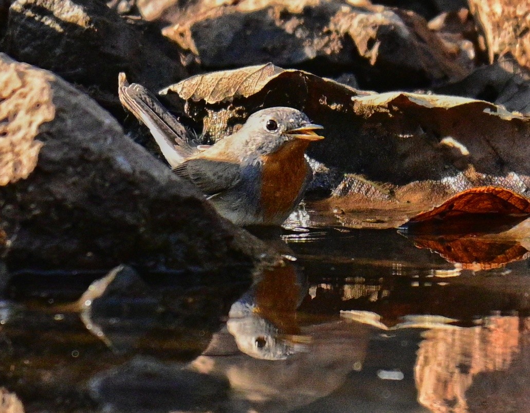 Red-breasted Flycatcher - ML614378257