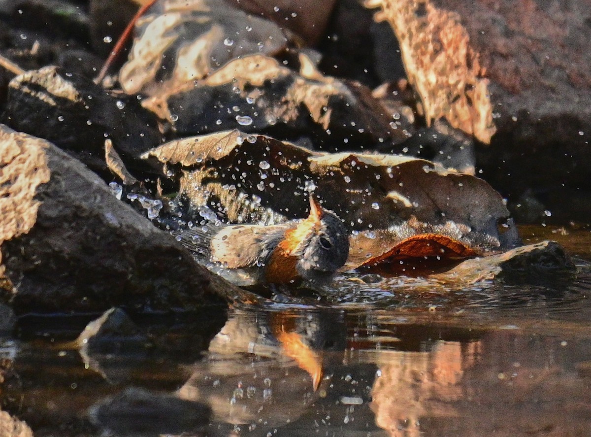 Red-breasted Flycatcher - ML614378258