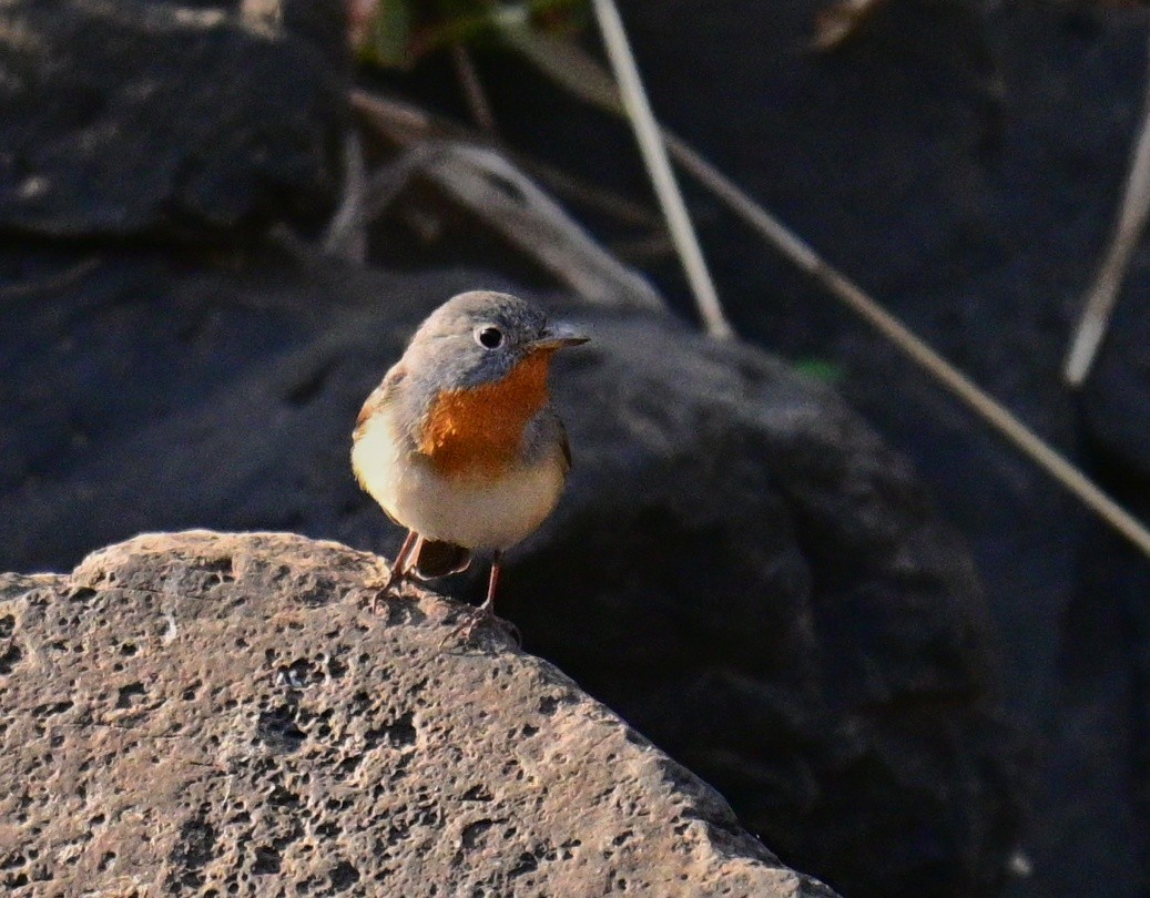 Red-breasted Flycatcher - ML614378259