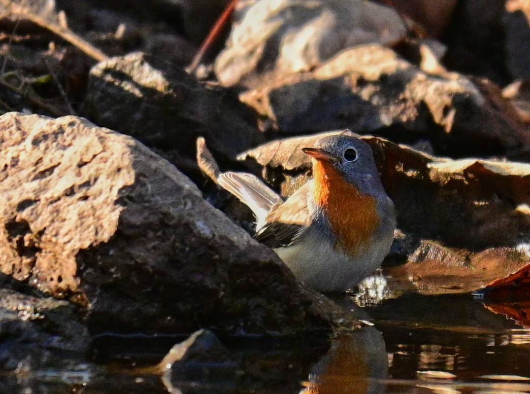 Red-breasted Flycatcher - ML614378260