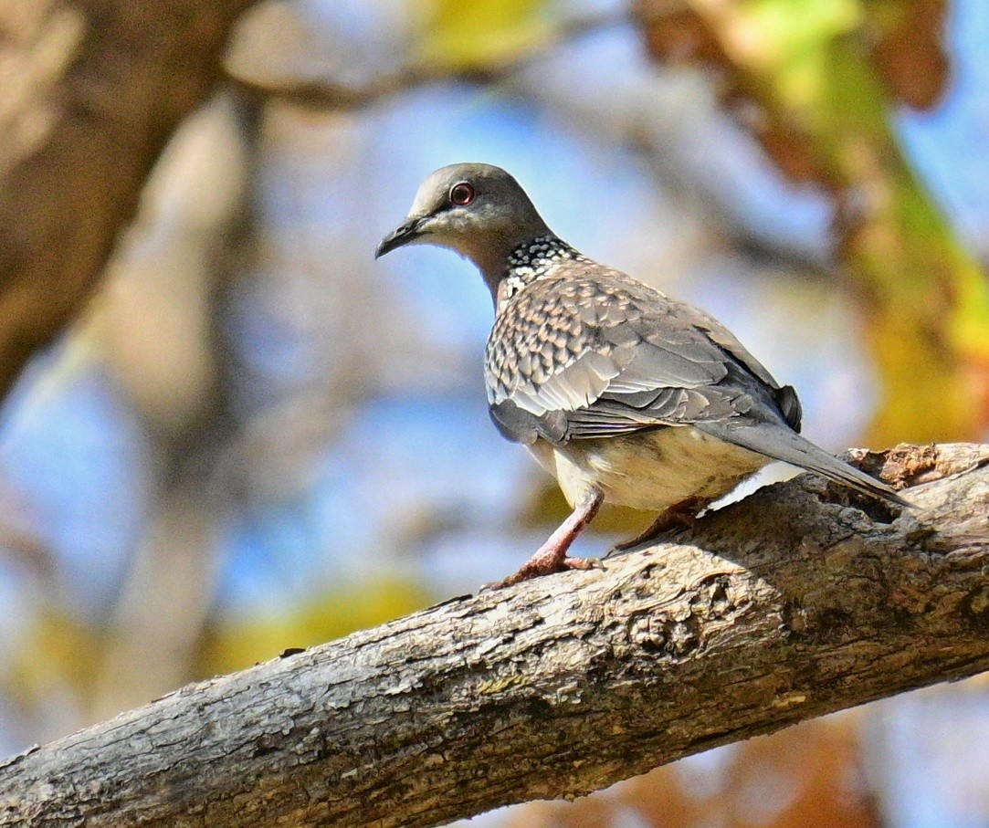 Spotted Dove - ML614378281