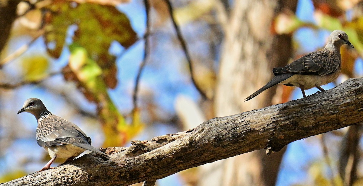 Spotted Dove - ML614378282