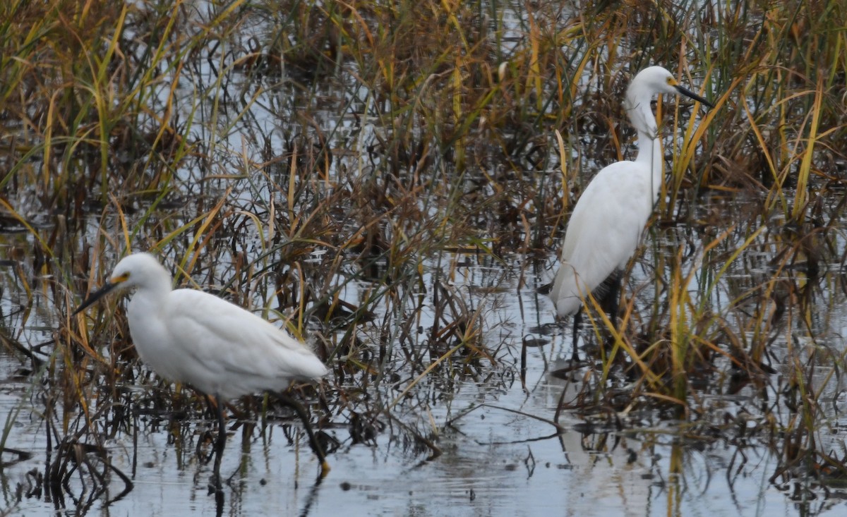 Snowy Egret - Suzanne Zuckerman