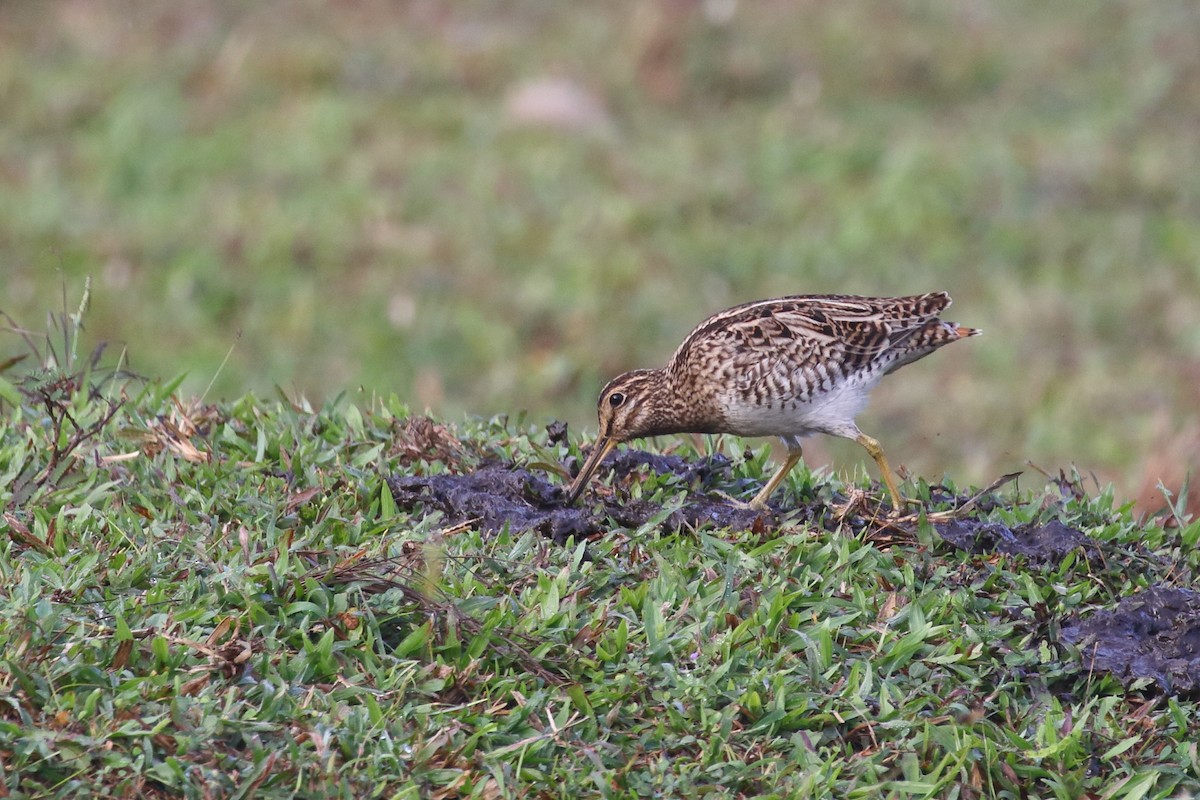 Pin-tailed Snipe - Amit Gupta